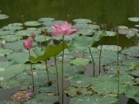 Fleurs de lotus